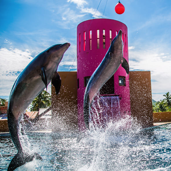 Nado con Delfines en Ixtapa Zihuatanejo